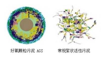 什么是好氧颗粒污泥（AGS）？